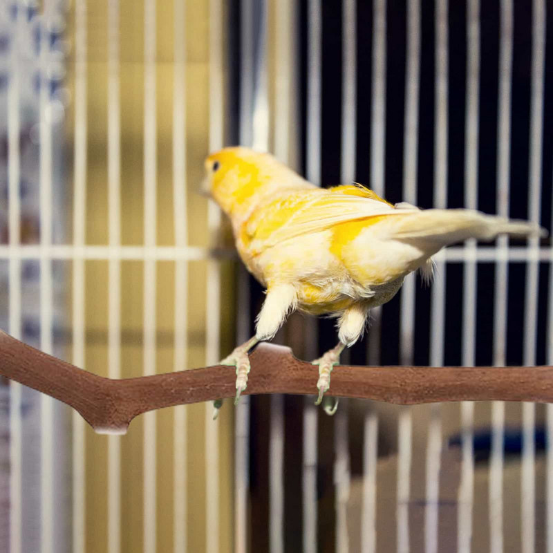 Pakabinamas naminių papūgų stovas Žaidimai Žaislai Paukščių narvas Medinės šakos Stovas Ešeriai Papūgos medinis laikiklis Ešeriai Paukščių sėdimoji lazda