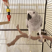 Parrot Bird Standing Stick Wood Pole Bird Cockatiel Parakeet Perches Bite Claw Grinding Toy Παιχνίδι Αξεσουάρ κλουβιού πουλιών Παιχνίδια για κατοικίδια