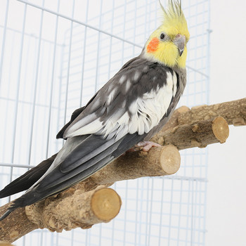 Natural Parrot Perch Bird Stand Paw Grinding Fork Parakeet Climbing Branches Toy for Small Budgies Cockatiels