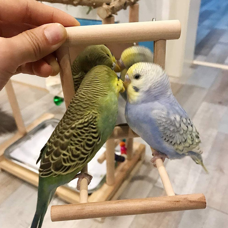 2 πακέτα παπαγάλων Finch με όρθιο κοντάρι με κουνιστό καθρέφτη Πέρκα πουλιών