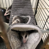 Winter Warm Hammock Hamster Tunnel for Small Any Sugar Glider Tube Swing Fed Nest Κρεβάτι Κρεβάτι Αρουραίος Παιχνίδι κουνάβι Αξεσουάρ κλουβιού