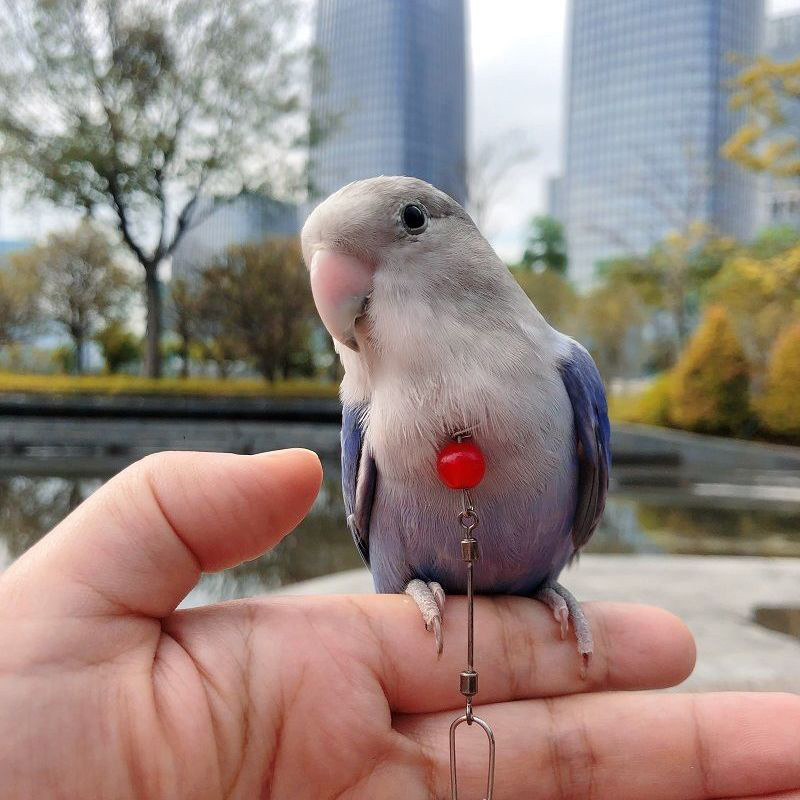 Lidojošas apmācības virves siksnas Putni Regulējama kakla siksna Treniņa virves piederumi Papagaiļu putnu kaktiņu pavada