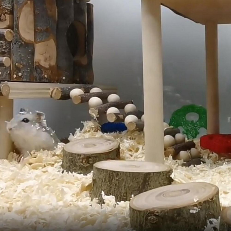 3 τεμάχια/τσάντα Πρακτική πλατφόρμα μόνιμου χάμστερ Φιλική προς το περιβάλλον ευρεία εφαρμογή Μίνι παιχνίδι άλματος πλατφόρμας μικρών ζώων