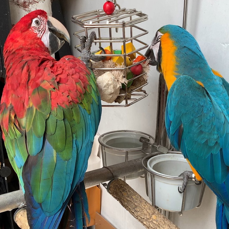 CAITEC Jucării pentru păsări Cușcă multifuncțională din oțel inoxidabil pentru papagali Dispozitiv de hrănire pentru papagali Recipient pentru hrana pentru păsări