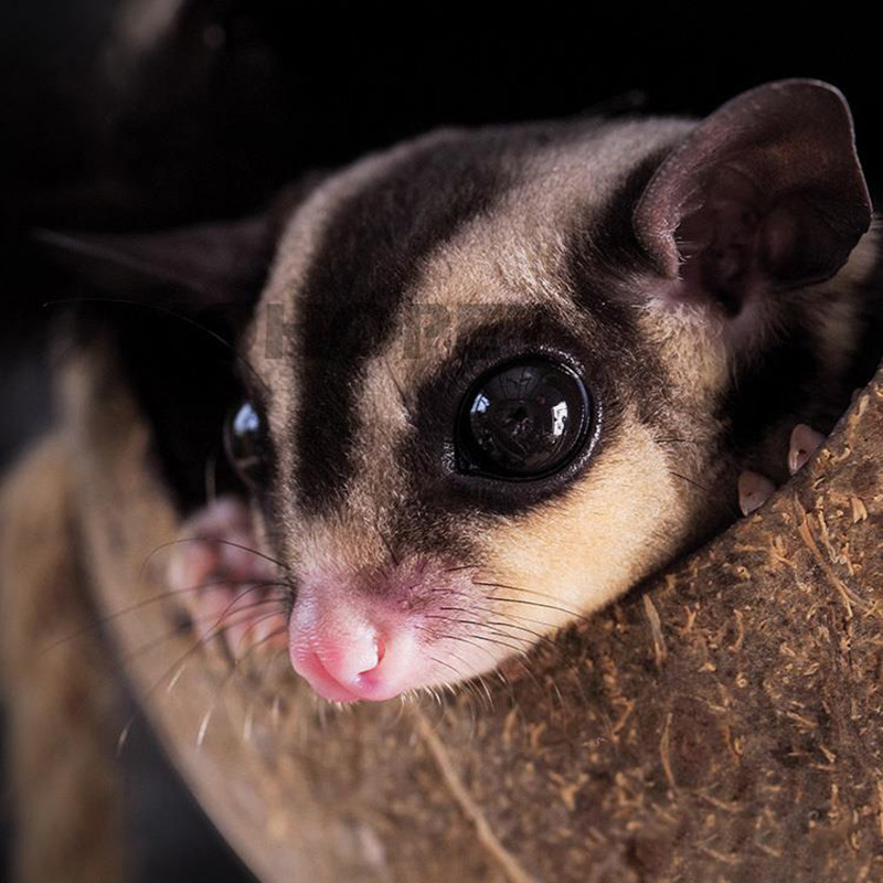 Prirodni mali kućni ljubimci Kokosovi kavezi Kavez za kućne ljubimce za hrčka Zamorac Miševi Vjeverica Drvena kućica za štakora Glodavac Gnijezdo za male životinje