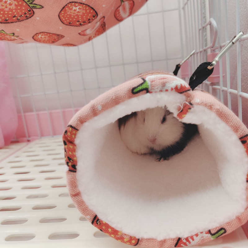 Kāmja būris sesku tunelis siltā pāreja maza mājdzīvnieka kanāla medus maisiņš lidojoša ūdele jūrascūciņa jūrascūciņa mīksta plīša tuneļa ligzda