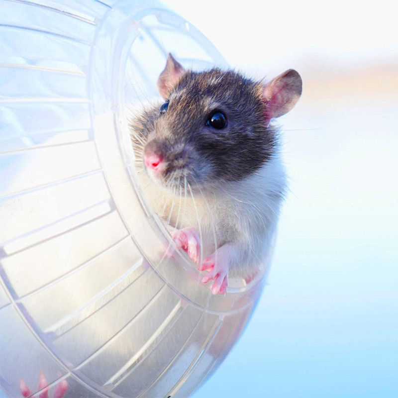 Minge pentru sport în aer liber, șobolan de pământ, animal de companie mic, rozător, șoareci, fitness, hamster, jucărie de exercițiu, 14,5 cm, minge de șobolan, gerbil, jogging