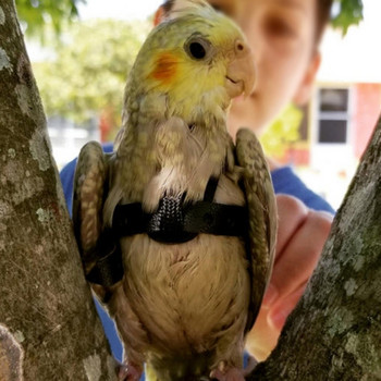 Εξάρτυση πουλιών Εξάρτυση πουλιών Εξάρτημα παπαγάλου και λουρί παπαγάλου Δερμάτινο σχοινί πουλιών Ρυθμιζόμενο σχέδιο εκπαίδευσης κατά του δαγκώματος