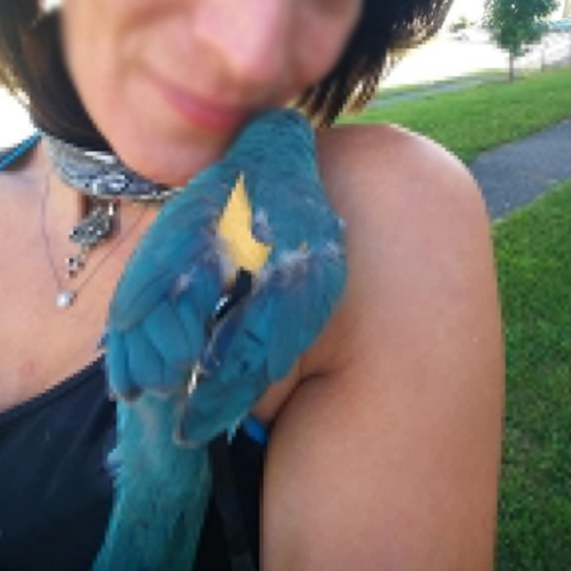 Putnu zirglietas Putnu zirglietas Papagaiļu zirglietas un papagaiļu zirglietas Ādas putnu virve Regulējama apmācības dizains pret sakodienu