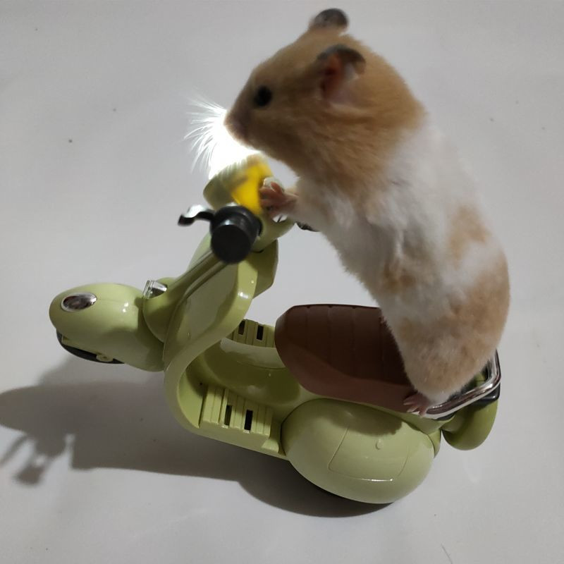 Jucării pentru hamsteri Rotație de 360 de grade Iluminat pentru motociclete Jucărie electrică pentru șobolani pentru animale de companie Accesorii pentru hamsteri Jucării electrice pentru motociclete Iepure