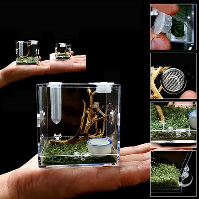Black Widow Spider Μικρό έντομο αναπνεύσιμο Terrarium Διαφανές κουτί αναπαραγωγής ερπετών Συναρμολογημένο οικολογικό κουτί
