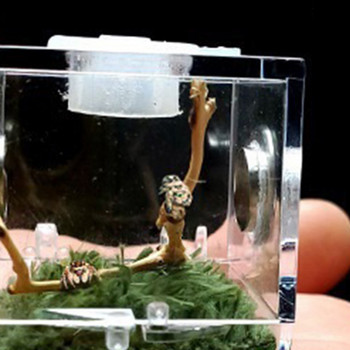 Прозрачни кутии за хранене на насекоми Мини кутия за хранене на насекоми Акрилен калъф за местообитания на влечуги за паяк гущер гекони