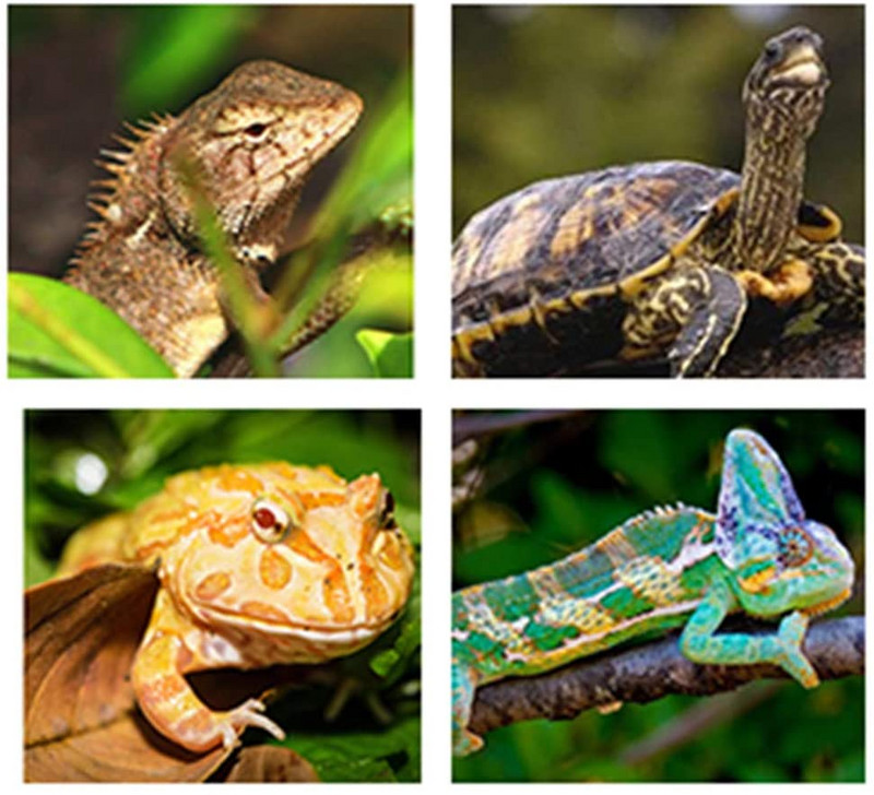 Suport pentru abajur pentru reptile UVA UVB Suport pentru bec de încălzire UVB pentru broasca testoasă, far cu clemă, pentru pui broască țestoasă.