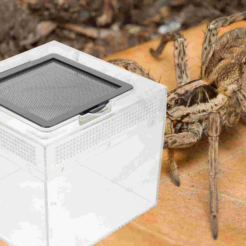 Cutie Tarantula Habitat Cușcă Păianjen Incinta Ermit Containerbol Cricket Crab Căsuță Căsuță Creștere Melc Rezervor Broasca Gecko Șarpe