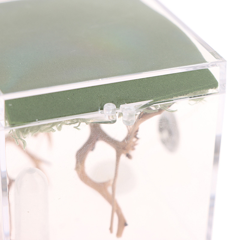 Black Widow Spider Terariu Respirabil pentru Insecte Mici Cutie Transparentă pentru Reproducere Reptile Acrilic