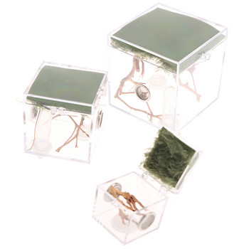 1 τμχ Black Widow Spider Small Insect Terrarium Διάφανο κουτί αναπαραγωγής ερπετών Συγκρότημα κουτί αναπαραγωγής εντόμων Προμήθειες προϊόντων κατοικίδιων ζώων