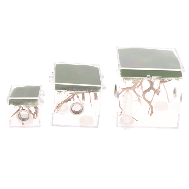 1 τμχ Black Widow Spider Small Insect Terrarium Διάφανο κουτί αναπαραγωγής ερπετών Συγκρότημα κουτί αναπαραγωγής εντόμων Προμήθειες προϊόντων κατοικίδιων ζώων
