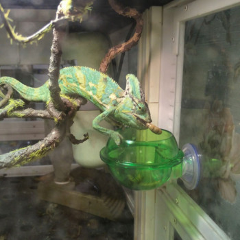 Τροφοδότης ερπετών Chameleon Feeding Food Bowl Water Πιάτο βεντούζας για Gecko Lizard Bearded Ledge Supplies Αξεσουάρ για κατοικίδια