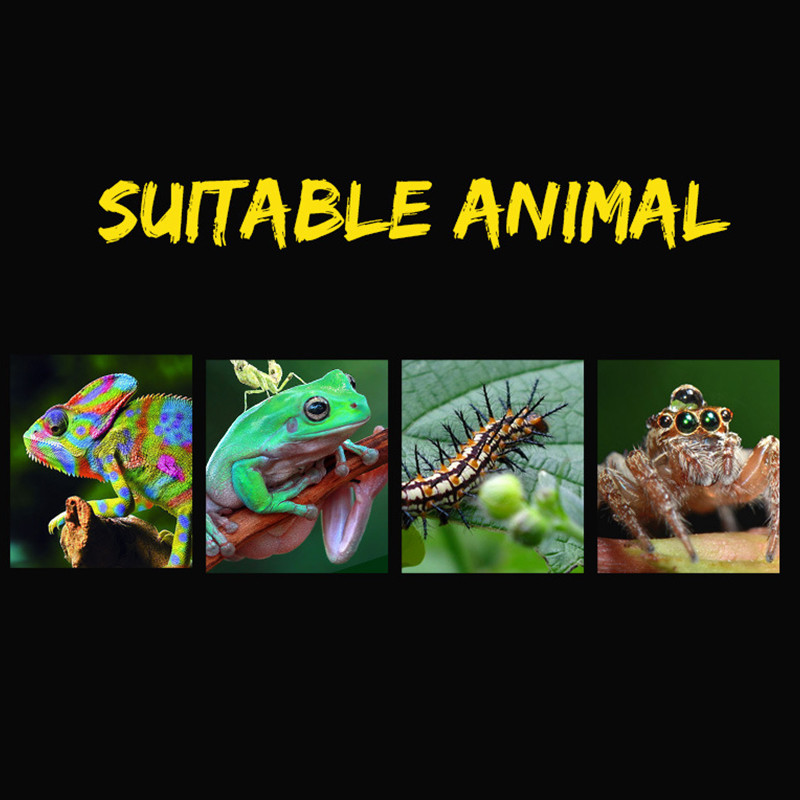 19cmx12,5cmx7,5cm Terrarium For Reptiles Spider Transparent Plastic Feeding Box Insect Food Feeding Container Δοχείο terrarium