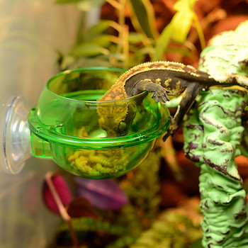 Reptile Water Bowl Βεντούζα βεντούζα ερπετών Τροφοδότης ερπετών Gecko Feeder Chameleon Bowl Αξεσουάρ προεξοχής ερπετών Προμήθειες για κατοικίδια