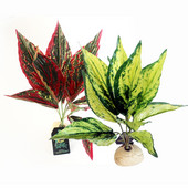 Διακοσμητικό Φυτό Προσομοίωσης Ερπετών Κουτί Στολίδι Τοπίο Στολίδι Ενυδρείο