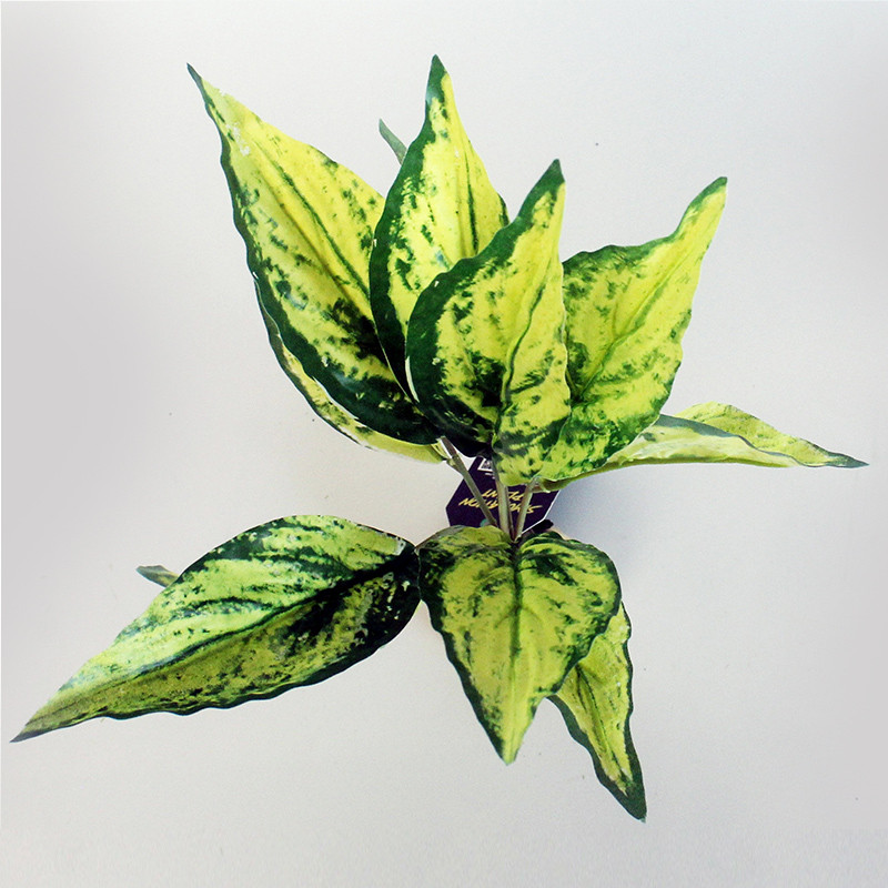 Διακοσμητικό Φυτό Προσομοίωσης Ερπετών Κουτί Στολίδι Τοπίο Στολίδι Ενυδρείο