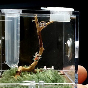 Black Widow Spider Малки насекоми Дишащ терариум Прозрачна кутия за отглеждане на влечуги Акрилна сглобена еко кутия на Enti