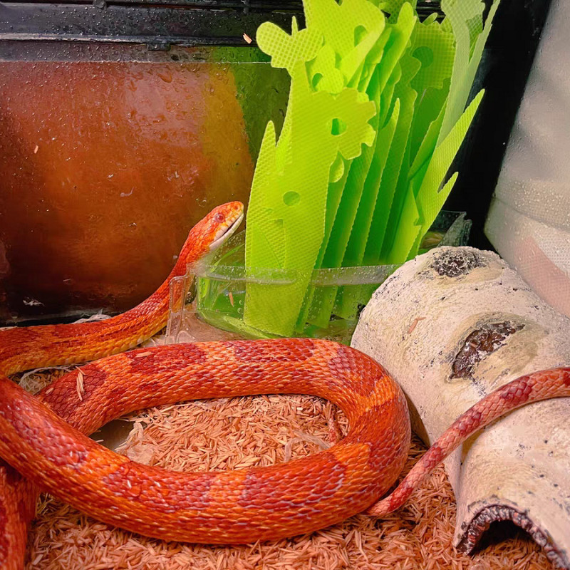 Habitat de reptile Ornament de rășină Bușten de șopârlă Ascunzătoare de animale mici Peșteră Scoarță Bend Leopard Gecko Păianjen Șarpe Țestoasă Pește Creveți 2021