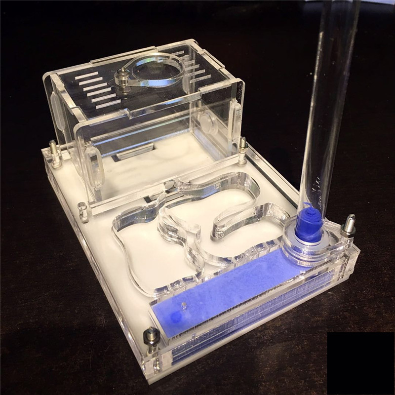 Didelės erdvės akrilo dėžutės skruzdžių lizdas su Murv, Formicaria skruzdžių ferma