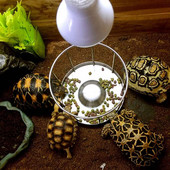 Vėžlių tiektuvas maisto indo dubuo vandens dozavimo įrankio maitinimo baseinas