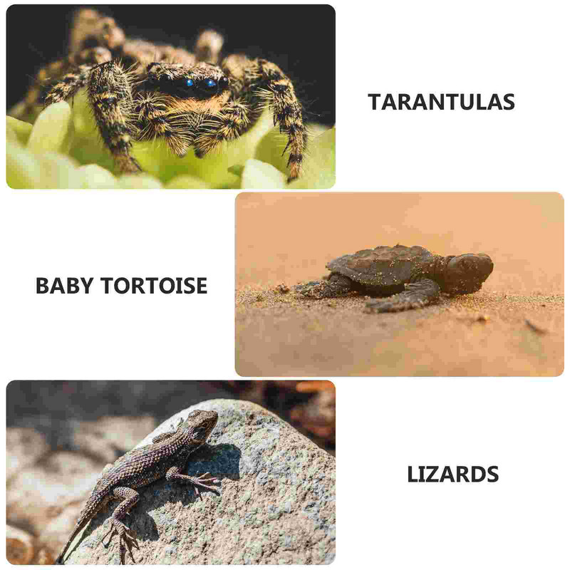 1 Pc Practical Clear Portable Durable Reptile Breeding Box Κουτί τροφοδοσίας κατοικίδιων για το Office Home Shop