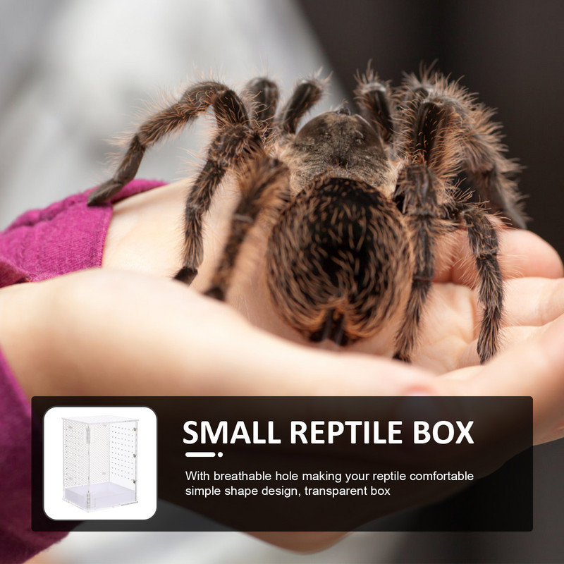 Kastikasvatuse ümbris Söötmismahuti inkubaator Putukate Roomajate Ämblik Tarantula Roomajad Terraariumipaak palvetav Akrüülgeko