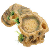 Platformă țestoasă Reptilă Broască țestoasă Acvariu Habitat Rampă Accesorii Dock Terasă Odihnă Peșteră Scară Rezervor Ascunzătoare Alpinism