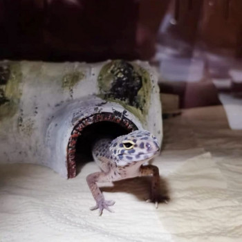 Reptile Hide Cave Simulation Bark Terrarium Shelter Habitat Decoration House for Pet Lizard Turtle Snake Chameleon Hermit Crab