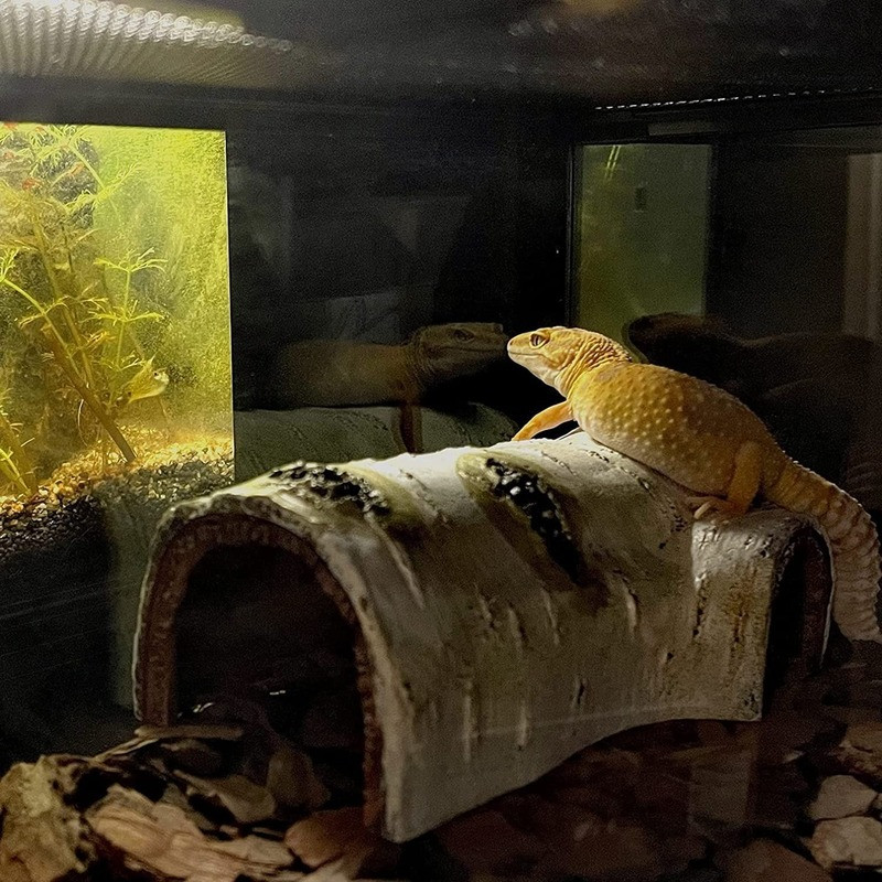 Roomajate peidus koobassimulatsioon koore terraariumi varjupaiga elupaiga kaunistusmaja lemmikloomade sisalikule kilpkonnale madu kameeleon erakkrabi