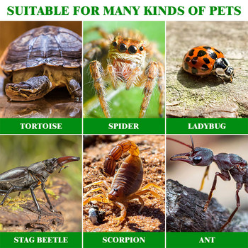 Хранене на тарантула, охлюв, влечуги, инкубатор, паяк, инкубатор, практичен кош за храна за охлюв, домашен любимец, паяк, тарантула
