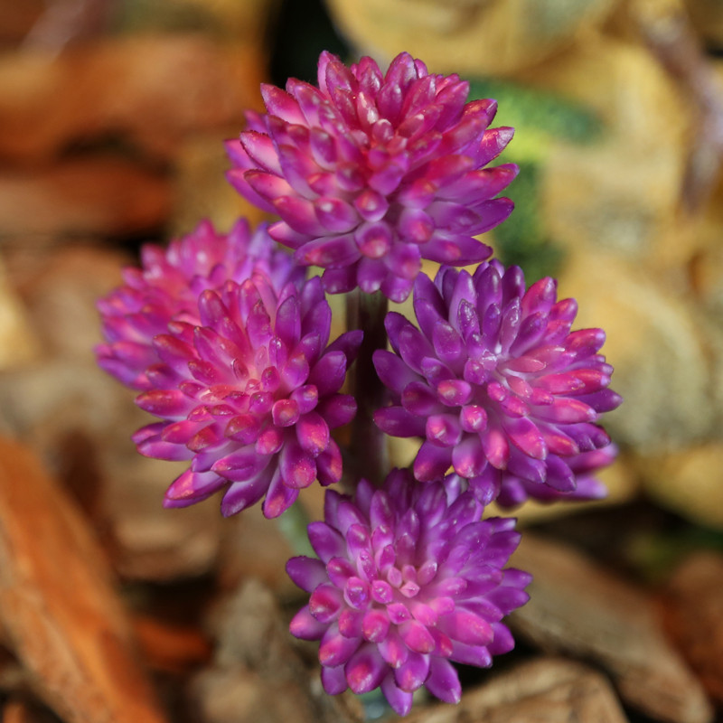 Planta de simulare decorativă Plante de deșert Ornament pentru cutie de reptile Ornament peisaj Acvariu