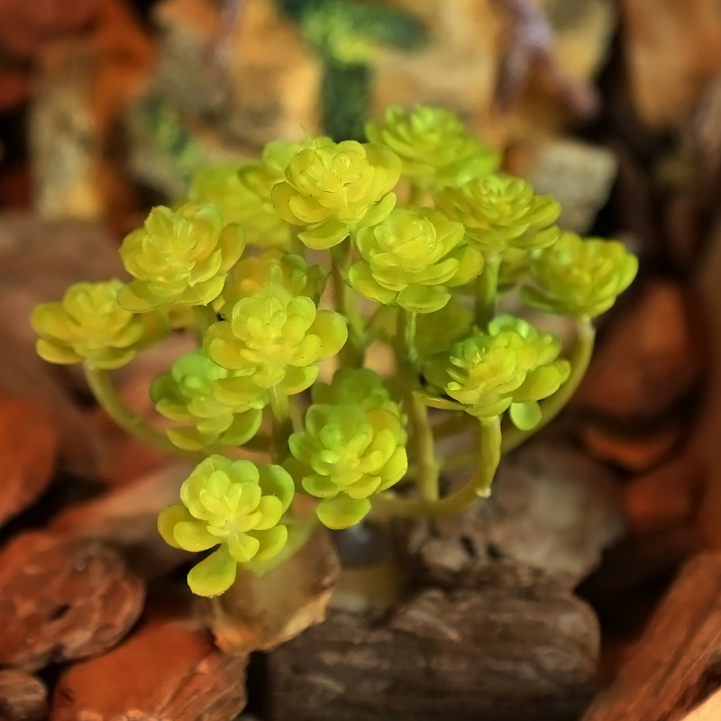 Planta de simulare decorativă Plante de deșert Ornament pentru cutie de reptile Ornament peisaj Acvariu