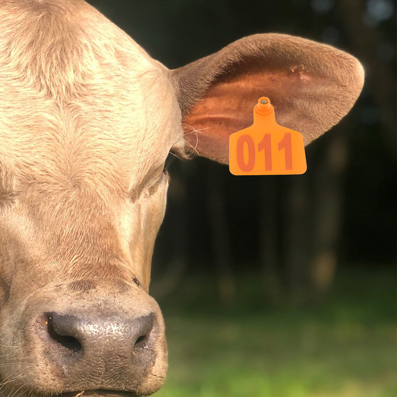 100 tk Veiste sildid Veterinaarmärgised Veterinaarmärgised Loomade märgised Lehmamärgised Number Veise märgis