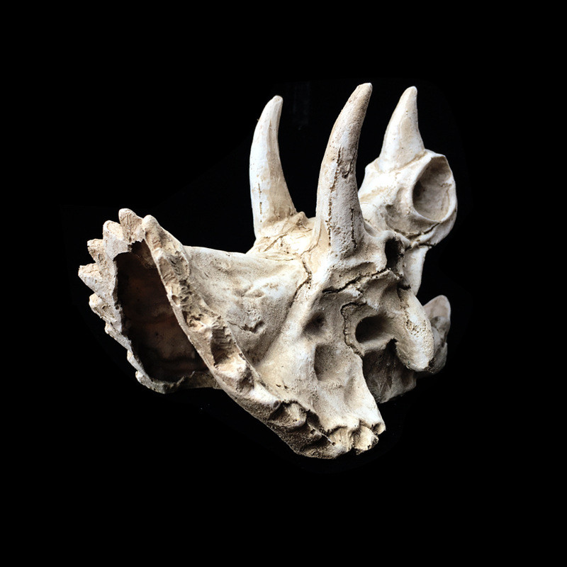 Rășină Reptilă Animal de companie Craniu simulat Găuri de eschivare Triceratops Dinozaur Os Fosile Cutie de reproducere Amenajare peisagistic Peștera