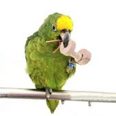 Papagal Animal De Companie Pasăre Haltere Jucării de mestecat Lemn Pentru Perus Cockatiel Cușcă Distractivă Jucărie Nou