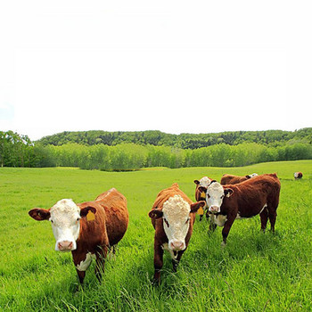 Етикети за уши Говеда Cowblank Животни Овце Животновъдство Свине Кози Аксесоари Идентификация за многократна употреба Calfid Goat Number Фермерски клещи