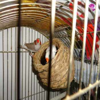 1PC Гнездо за папагал Слама Птиче гнездо Естествено ръчно изработена топла къща за гълъби Спалня Двор Клетки за птици Консумативи Аксесоари за клетки за птици