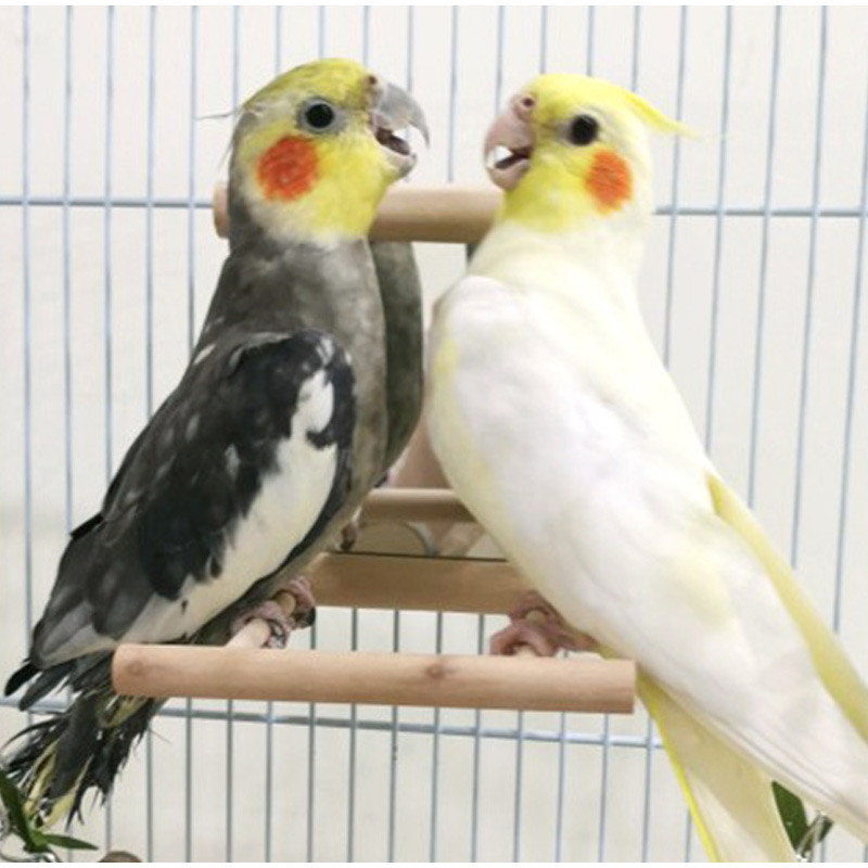 Papagal Pasăre Leagăn din lemn Biban Stand Jucărie pentru animale de companie Agățat Platformă Suport Suport de joacă Budgie Parakeet Biban Placă pentru cușcă pentru păsări