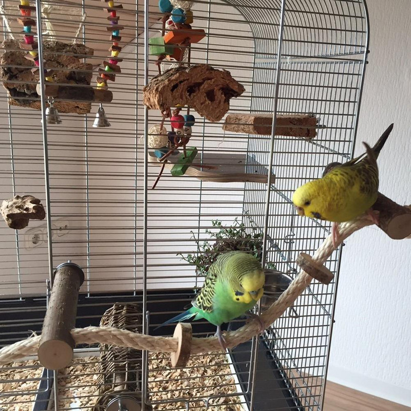 Pet Bird Parrot Cockatiel Stand Πλαίσιο Κλουβί Σκάλα αναρρίχησης Αιώρα Αναρρίχησης Bird Toys Parrot Toys