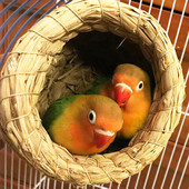 Kiudõlgedest naturaalne käsitsi valmistatud linnupesa tuvimaja papagoi pesa soe lemmiklooma magamistuba sisehoov väikeloomade lindude puurid linnutarbed