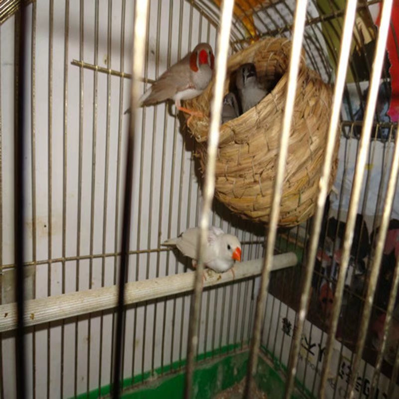 Kiudõlgedest naturaalne käsitsi valmistatud linnupesa tuvimaja papagoi pesa soe lemmiklooma magamistuba sisehoov väikeloomade lindude puurid linnutarbed