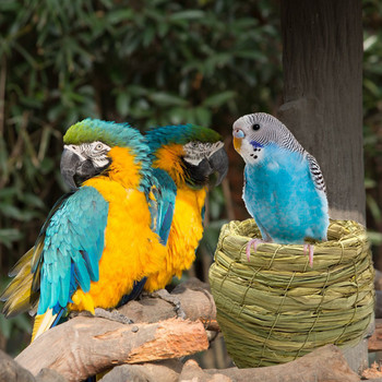 Φυσική φωλιά πουλιών Ζεστή κρεβατοκάμαρα για κατοικίδια Αυλή Πουλί Χειροποίητα ψάθινα κλουβιά Στολίδι για Παπαγάλους Καναρίνια Φωλιά Περιστεριών