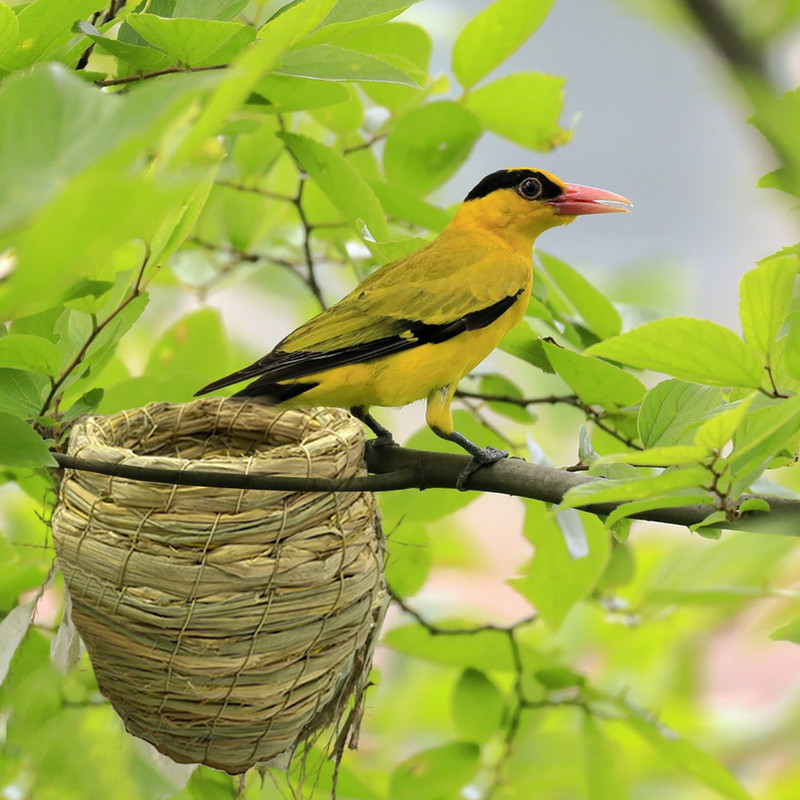 Prirodno gnijezdo za ptice Topla spavaća soba za kućne ljubimce Dvorište za ptice Ručno izrađeni slamnati kavezi Ukrasi za papige Kanarinci Gnijezdo kućica za golubove