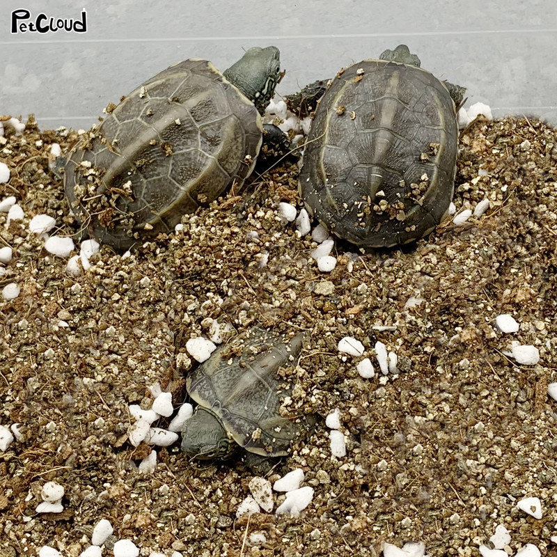 200 g Sol special respirabil pentru broaște țestoasă, hibernare, hidratant, țestoasă, sol de hibernare, șarpe, șopârlă, reptile, terariu, lenjerie de pat